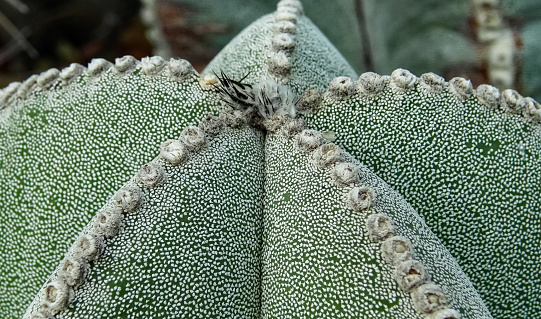Close-up, cactus Astrophytum sp., in the collection
