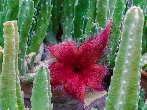 Zulu giant, carrion plant and toad plant (Stapelia gigantea), blooms with a large smelly red flower