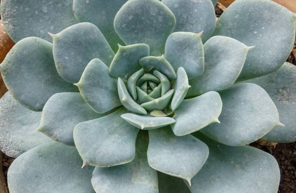 istock African plant with succulent leaves (Echeveria sp.) 1957113391