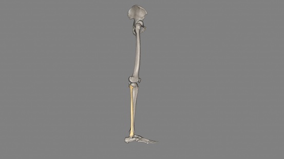 The fibula is a long bone in the lower extremity that is positioned on the lateral side of the tibia 3d illustration