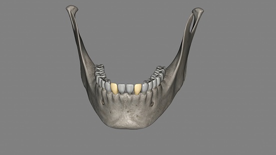 The mandibular lateral incisor is the tooth located distally from both mandibular central incisors of the mouth and mesially from both mandibular canines 3d illustration