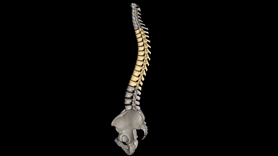 In vertebrates, thoracic vertebrae compose the middle segment of the vertebral column, between the cervical vertebrae and the lumbar vertebrae 3d illustration