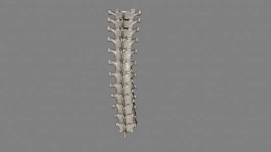 In vertebrates, thoracic vertebrae compose the middle segment of the vertebral column, between the cervical vertebrae and the lumbar vertebrae 3d illustration