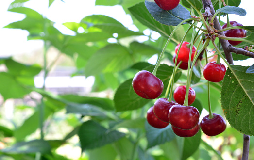Close-up of ripening bing cherries (Prunus avium) on fruit tree, still a few days away from being ripe and then ready for harvest.\n\nTaken in Gilroy, California, USA