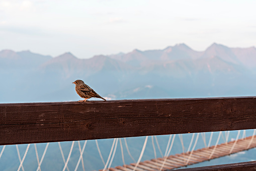 Small passerine bird sitting on the railing of a suspended wooden bridge on the background of a mountain range Ornithology and seasonal migration of birds, birdwatching Natural background copy space