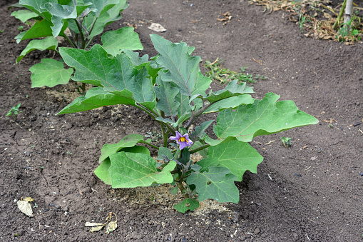 blooming eggplant seedling in the garden isolated on the ground
