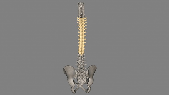 In vertebrates, thoracic vertebrae compose the middle segment of the vertebral column, between the cervical vertebrae and the lumbar vertebrae 3d illustration