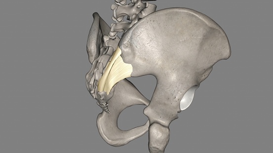 The posterior sacroiliac ligament is a compound ligament composed of three distinct bands 3d illustration