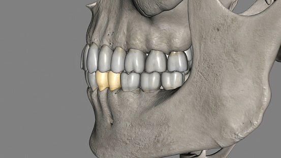 The mandibular first premolar is the tooth located laterally from both the mandibular canines of the mouth but mesial from both mandibular second premolars 3d illustration