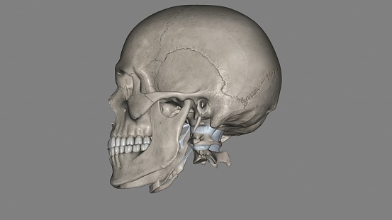 Head, Ligaments and bones 3d illustration