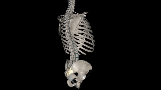 The posterior sacroiliac ligament is a compound ligament composed of three distinct bands 3d illustration