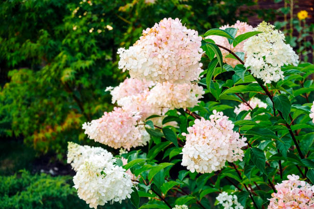 istock blooming pink and white hydrangea. A bush in the garden in summer. Selective focus 1957142479