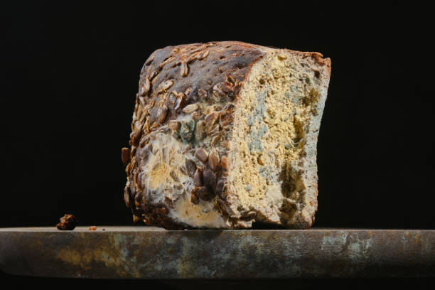 istock Moldy fungus on a bread. 1957143005