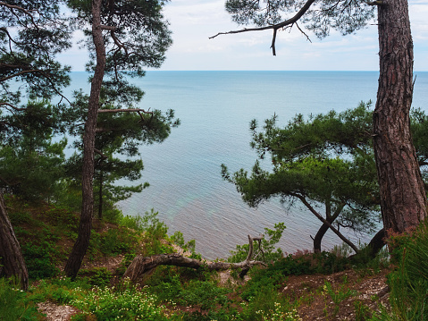 Sea view through the pine forest;