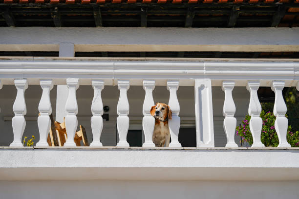 Cute Dog in balcony