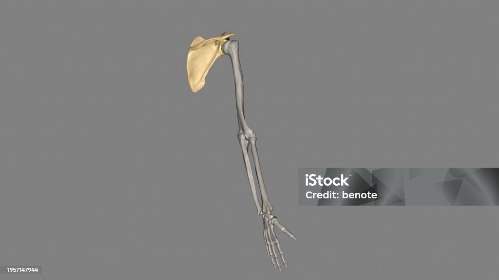 Rabbit Triangular Scapula The Scapula Is A Flat Triangularshaped Bone Stock Photo - Download ...