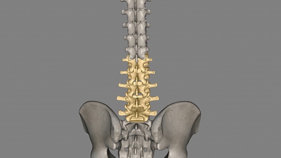 The lumbar vertebrae are, in human anatomy, the five vertebrae between the rib cage and the pelvis 3d illustration
