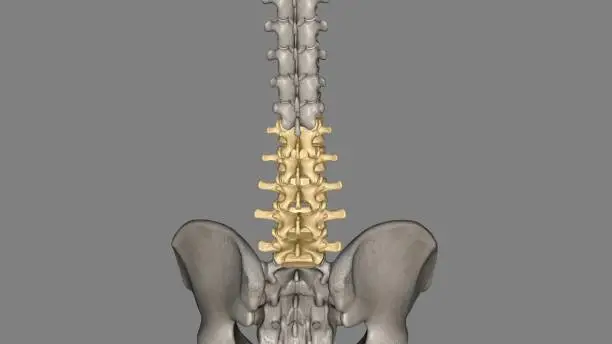 Photo of The lumbar vertebrae are, in human anatomy, the five vertebrae between the rib cage and the pelvis