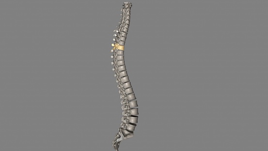 Thoracic Vertebral, T4 Twelve vertebrae are located in the thoracic spine and are numbered T-1 to T-12 3d illustration