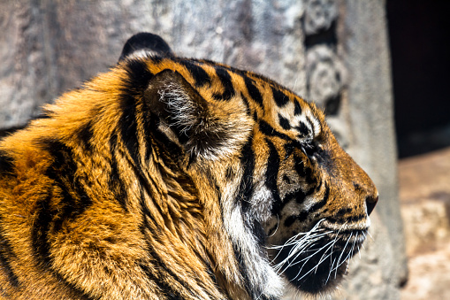 There are nine species of tiger in total, six of which are not yet extinct - and the Siberian tiger is the largest. Adult males can weigh up to 300 kilos. Unlike most other tigers, Siberian tigers live in the cold of the north.