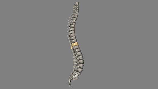 Thoracic Vertebral, T10 Twelve vertebrae are located in the thoracic spine and are numbered T-1 to T-12 3d illustration