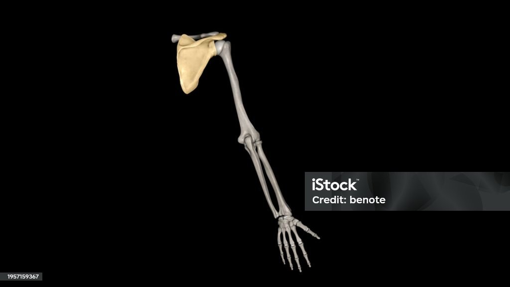 Triangular Bones The Scapula Is A Flat Triangularshaped Bone Stock Photo - Download ...
