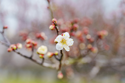 Plum blossoms blooming in a Japanese garden