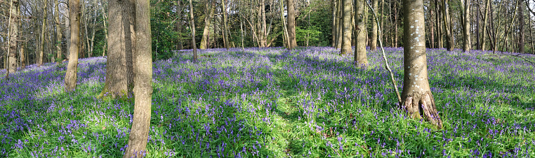 Chantry Wood park and garden bluebells forest near Guildford Surrey England Europe