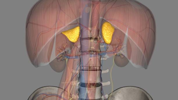 istock Adrenal glands, also known as suprarenal glands, are small, triangular-shaped glands located on top of both kidneys 1957161057