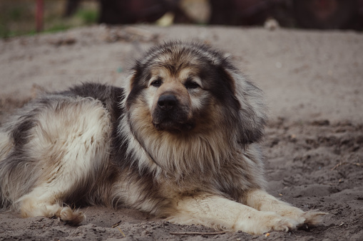 Beautiful llyrian Shepherd dog outdoors