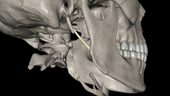 The stylomandibular ligament is the thickened posterior portion of the investing cervical fascia around the neck 3d illustration