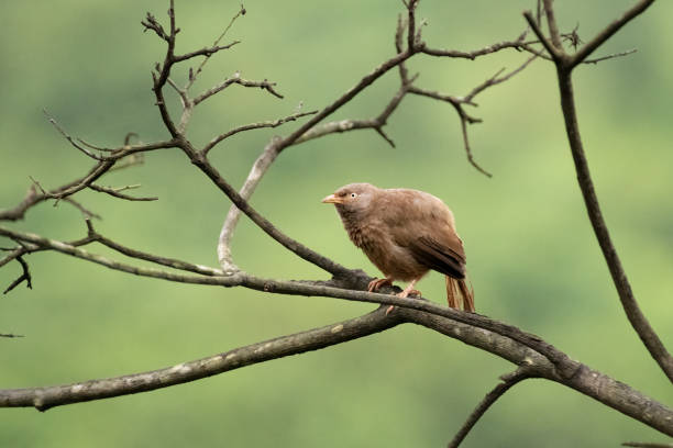 A lone Jungle babbler (Argya striata) perched on the branch of a dead tree and with a green nature background in Goa, India.