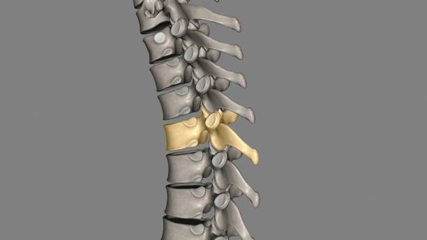 istock Thoracic Vertebral, T4 1957163990