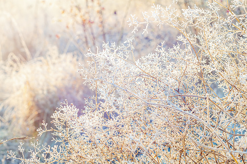 The morning sun casts a gentle glow on the frost-covered grass, creating a serene winter scene. winter sunrise frost concept.