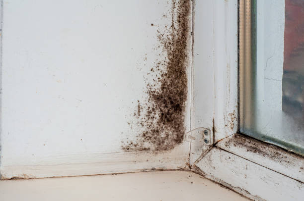 istock Winter issue: wall freezing, condensation, and black mold on plastic window slope 1957164426