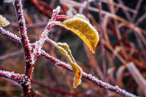 The leaves on an apple tree branch are frozen in time. The frost has created a border along the edge of the leaves, highlighting their autumn colors.