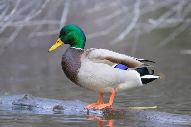 istock A male mallard standing in a pond 1957164807