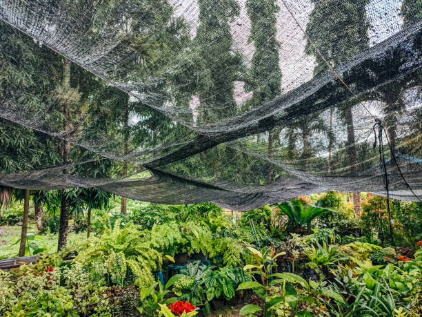 istock a net that functions as a canopy to protect horticultural plants and plant cultivation, plant net roofs 1957164942