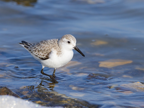 A Sanderling running along the shore of the sea, sunny day in early springtime, Camargue (France)