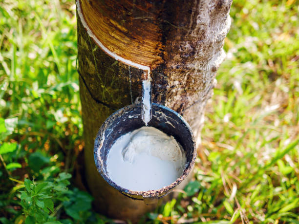istock Close-up of natural fresh rubber latex from rubber trees 1957171149