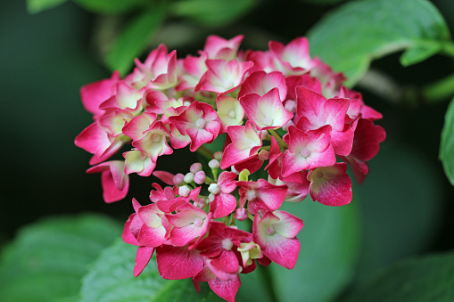 Pink mophead Hydrangea, of unknown species and variety, flowers in close up with a background of blurred leaves.