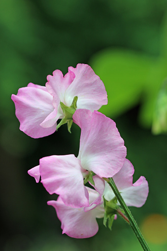 Pink sweet pea, Lathyrus odoratus of unknown variety, flowers in close up with a background of blurred leaves.