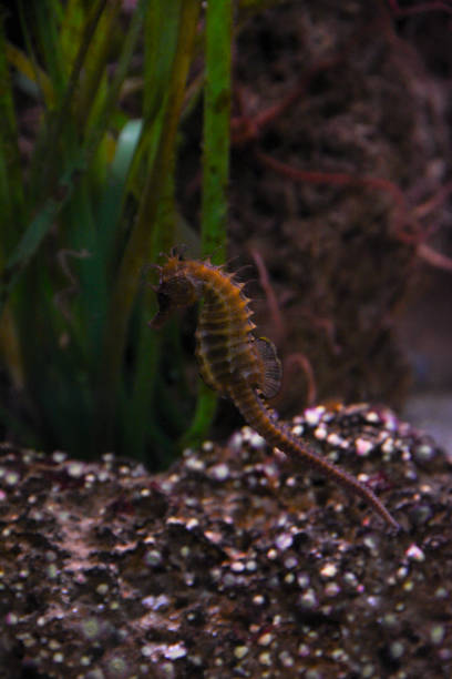 istock Hippocampus swimming in an aquarium. 1957175044