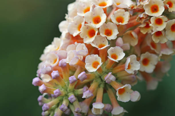 Lilac purple Buddleja alternifolia, alternate leaved butterfly bush in flower.