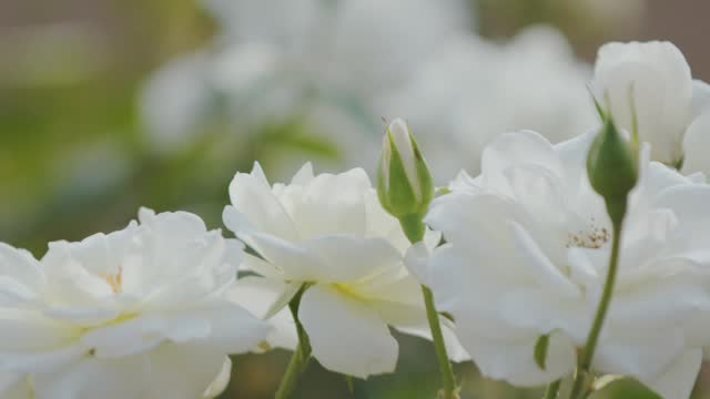 White flowers in close-up. Wild rose flowers in bloom. 4K.