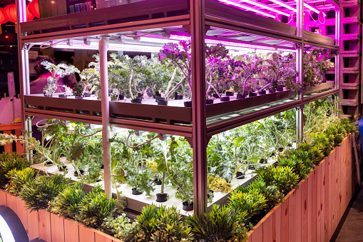 Multilevel Indoor Led light hydroponic farming produces safe and clean organic vegetable for healthy food consumption