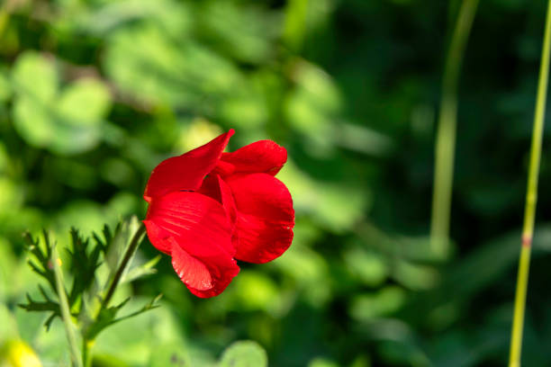 Beautiful wild red Anemone close-up growing in wooded areas and open meadows in Israel