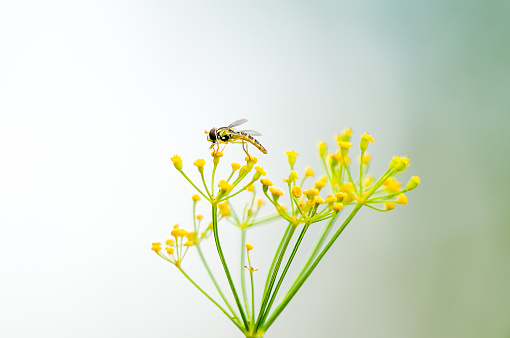A hoverfly collects nectar on a dill flower. Insect close-up. Syrphidae.