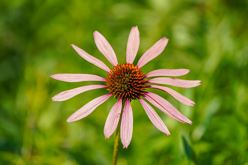 Pink flower of the coneflower. Flowering plant close-up. Echinacea.