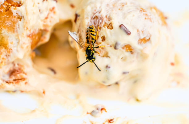 istock A wasp on creamy pastry. Insect on food. 1957206471